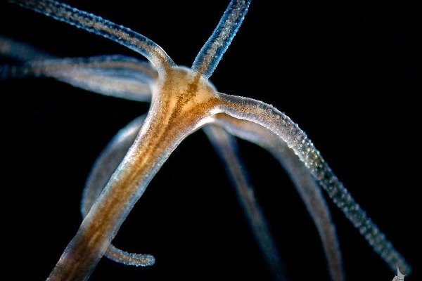 Kraken актуальные зеркала krakentor site