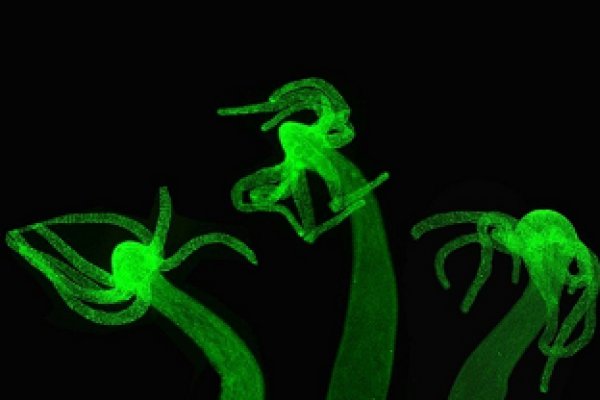Магазин kraken даркнет