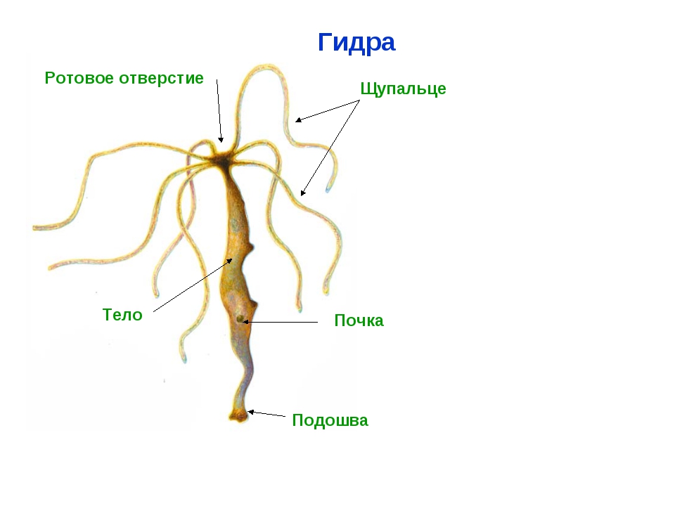 Только через тор кракен