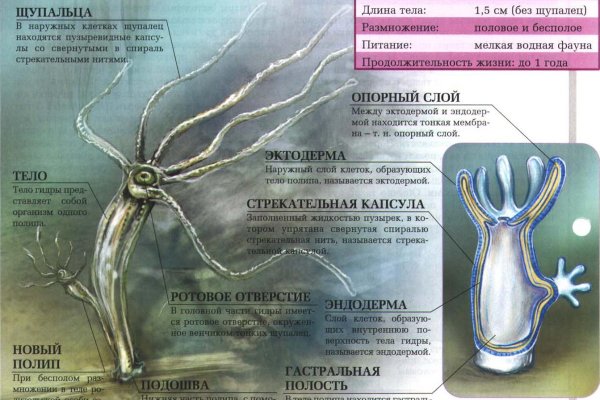 Кракен сайт тор ссылка
