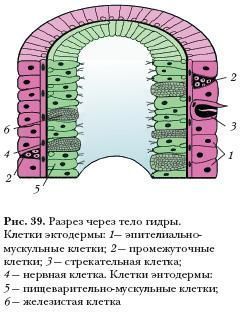 Ссылки на даркнет сайты