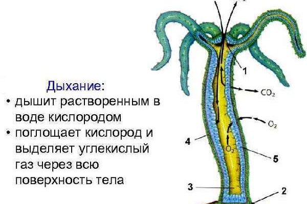 Кракен лого маркетплейс